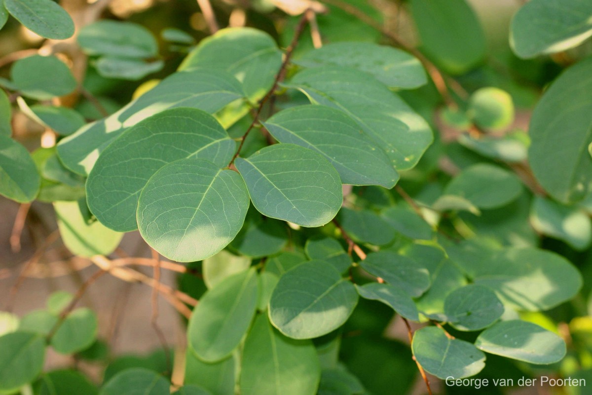 Cleistanthus collinus (Roxb.) Benth. ex Hook.f.